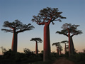 baobab boutique